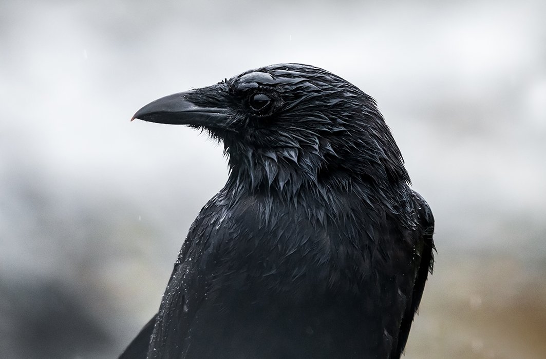 Un corbeau sous la pluie.