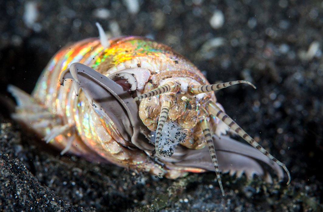 Un ver Bobbit dans les eaux indonésienne.
