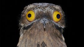 Animaux surprenants : l'ibijau gris, un fantôme dans la forêt