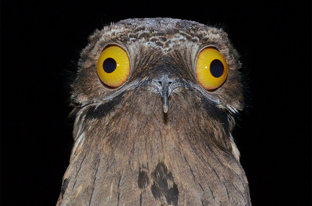Prise de vue frontale d'un ibijau gris durant la nuit.