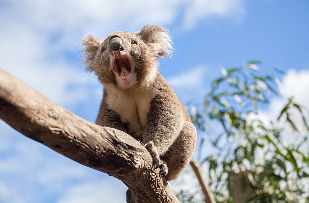 Un koala sur une branche.
