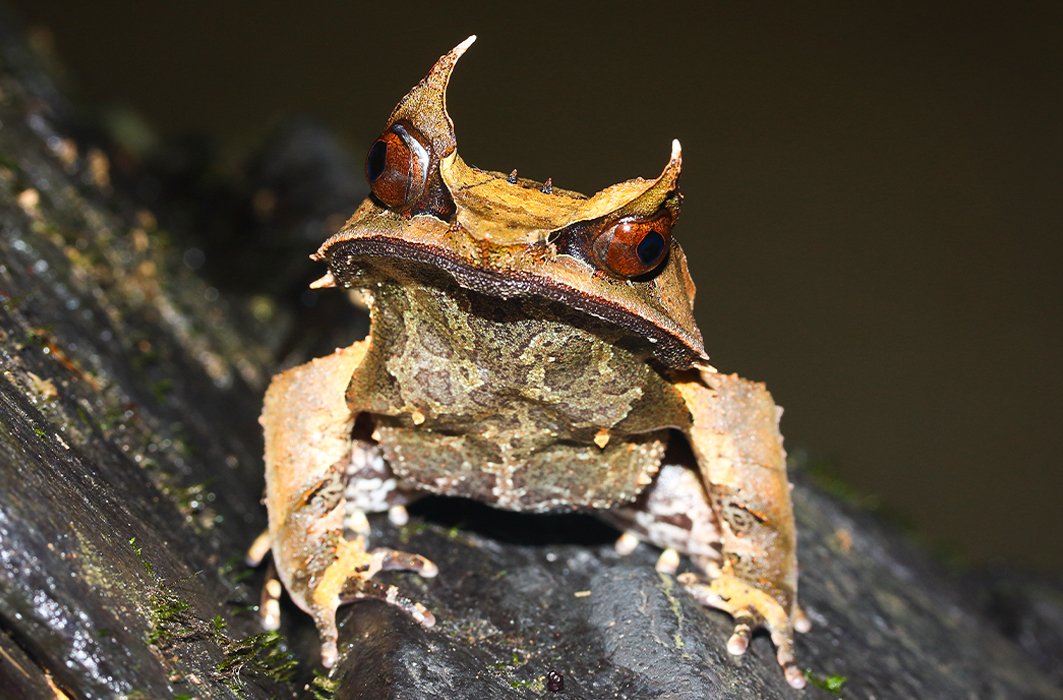 Une grenouille feuille dans la nature.