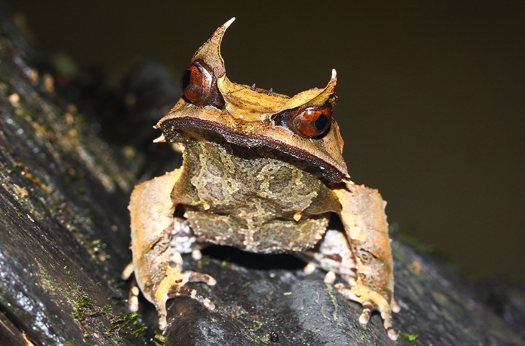 Une grenouille feuille dans la nature. Une grenouille feuille dans la nature.