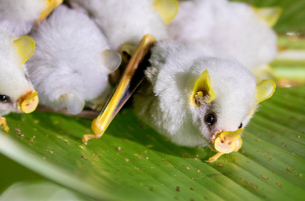 Des chauves-souris blanches sous une feuille.
