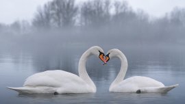Secrets d'animaux : les cygnes sont-ils vraiment en couple pour la vie?