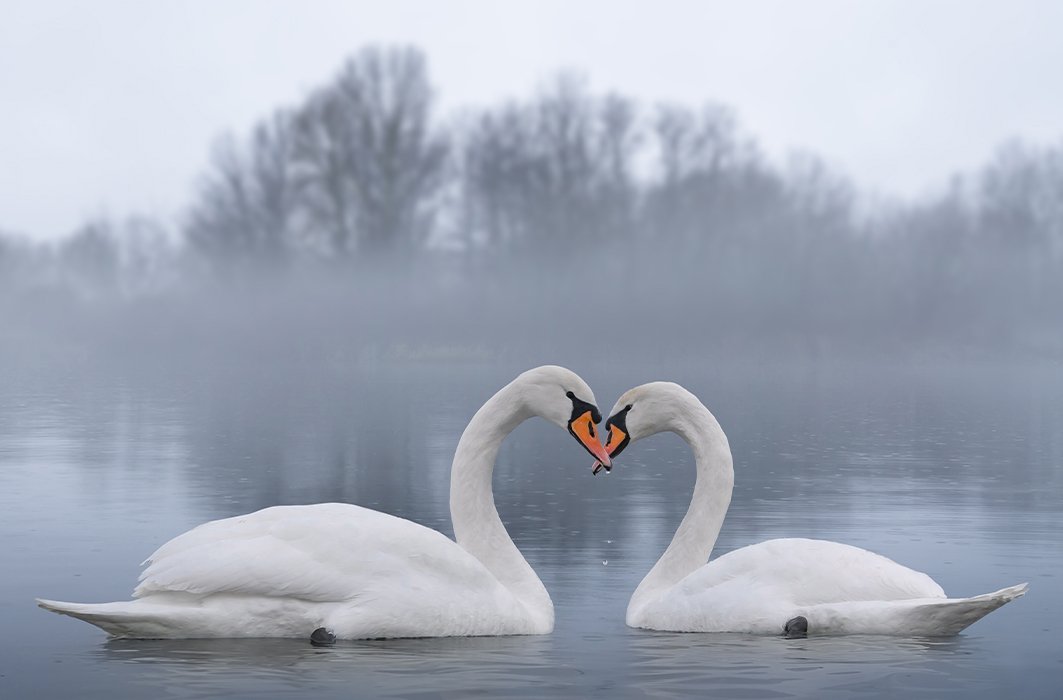 Secrets d'animaux : les cygnes sont-ils vraiment en couple pour la vie?