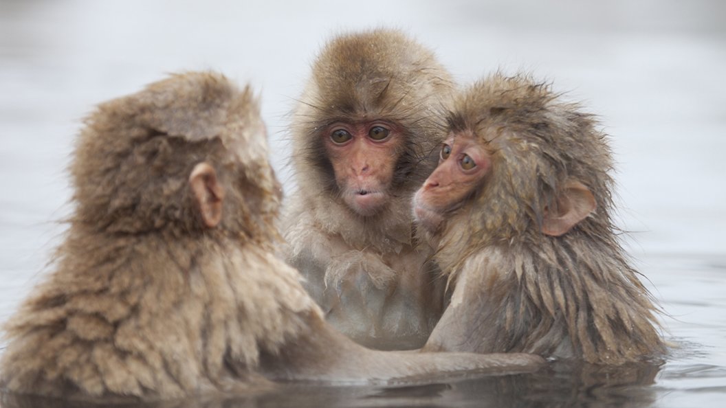 Secrets d’animaux : pourquoi les macaques japonais fréquentent-ils les sources thermales?
