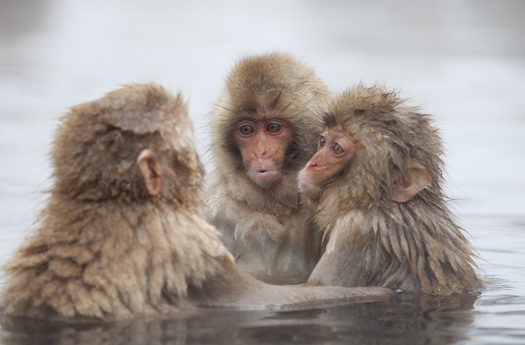 Secrets d’animaux : pourquoi les macaques japonais fréquentent-ils les sources thermales?