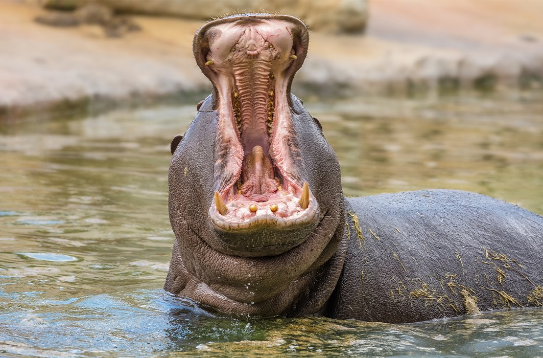 Un hippopotame. Un hippopotame.