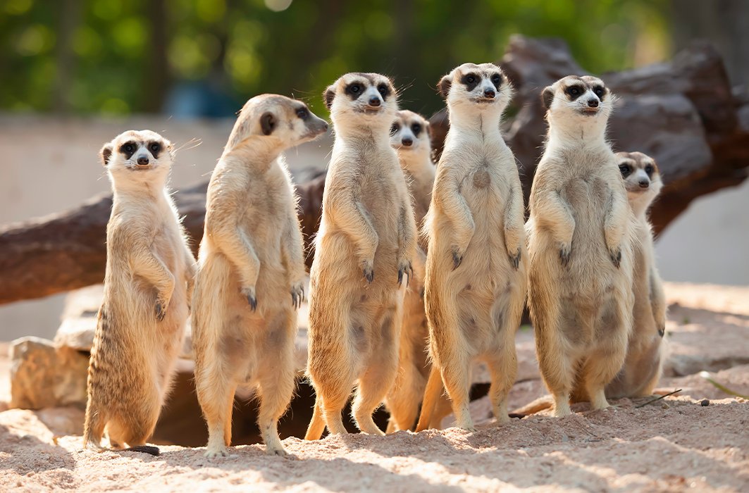 Un groupe de suricates.