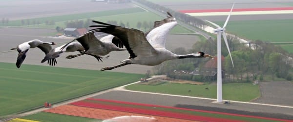 Voyez en primeur « À vol d'oiseau » avec Pierre Verville