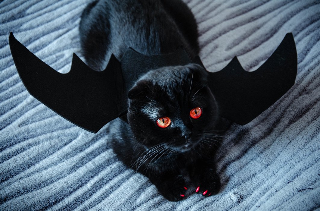 Votez pour votre animal déguisé préféré!