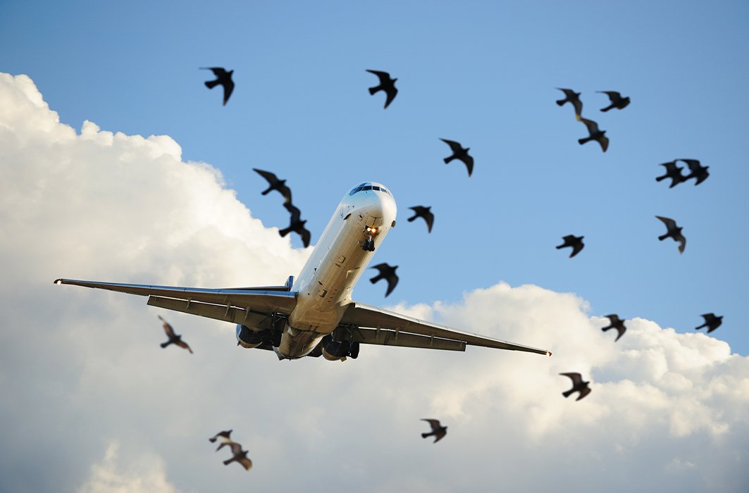 Un avion qui survole un groupe d'oiseaux.