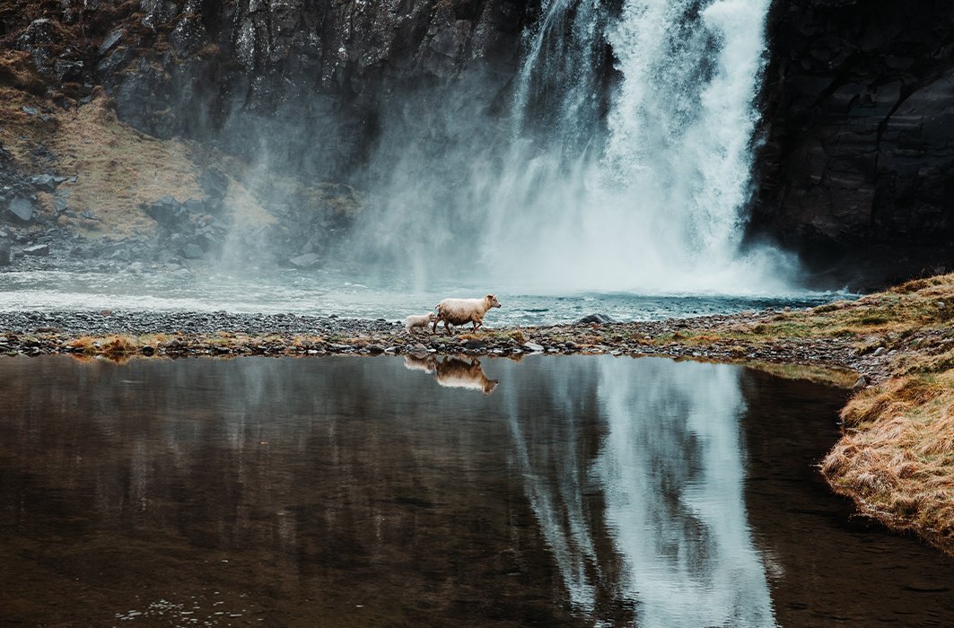 Des moutons islandais traversent un passage naturel devant une chute d'eau.