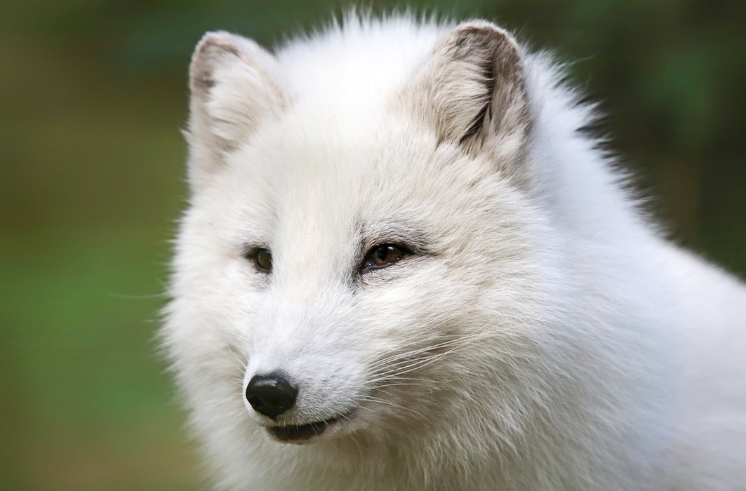 Un renard arctique en Laponie.