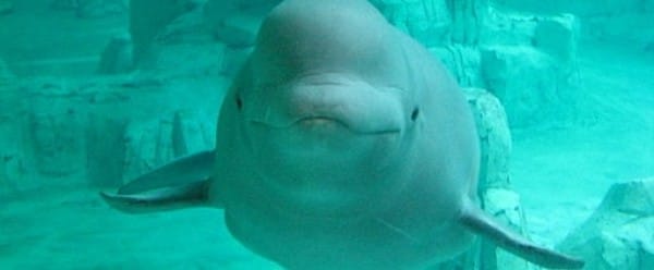 Un béluga près de Montréal Un béluga près de Montréal