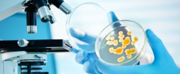 Les cellules qui peuvent être reprogrammées