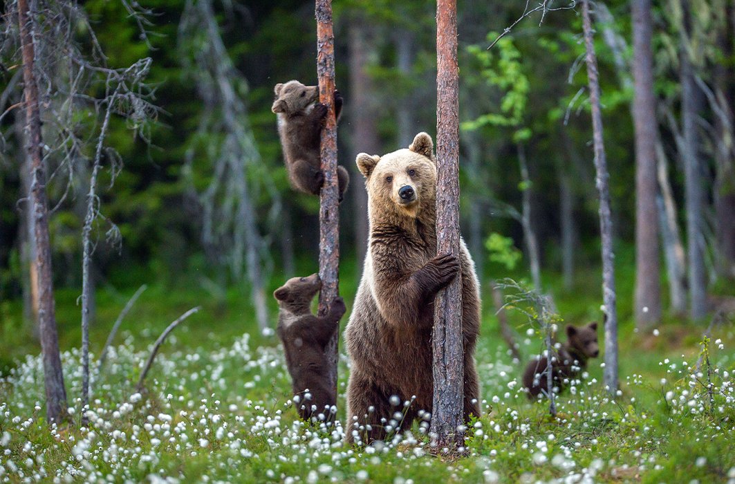 Un ours et ses oursons dans la forêt.