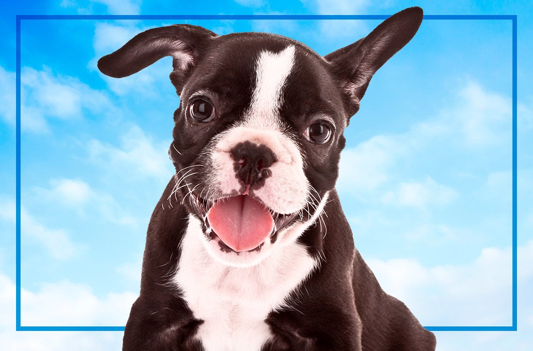 Des bébés animaux et des voyages au programme de la relâche!