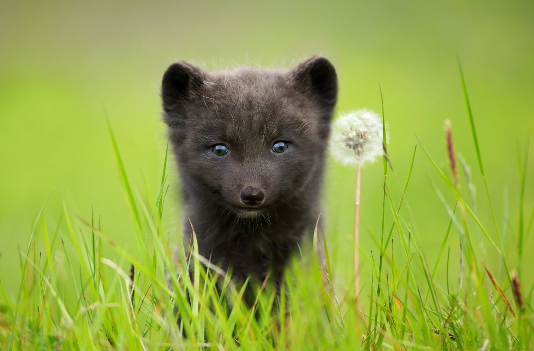 Un bébé renard arctique.