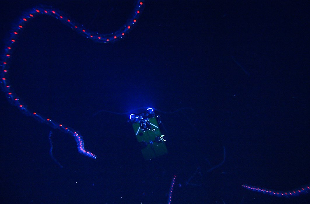 Un véhicule sous-marin téléopéré capture des images d'un siphonophore