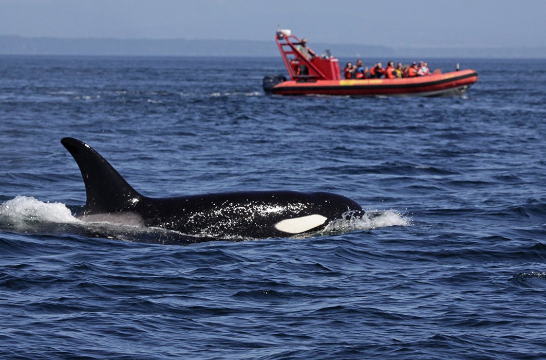 Une orque près d'un bateau de plaisance