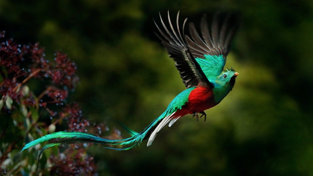 Animaux surprenants : le quetzal resplendissant