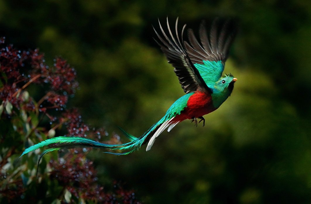 Un quetzal resplendissant en plein vol.