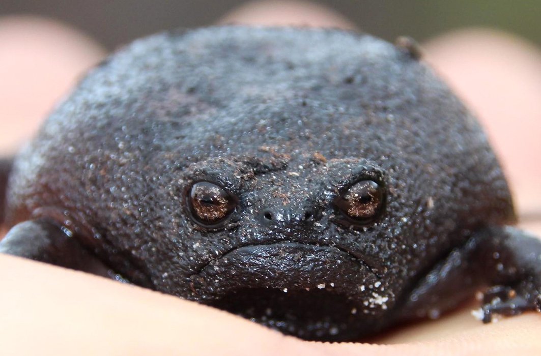 Grenouille Breviceps fuscus Grenouille Breviceps fuscus