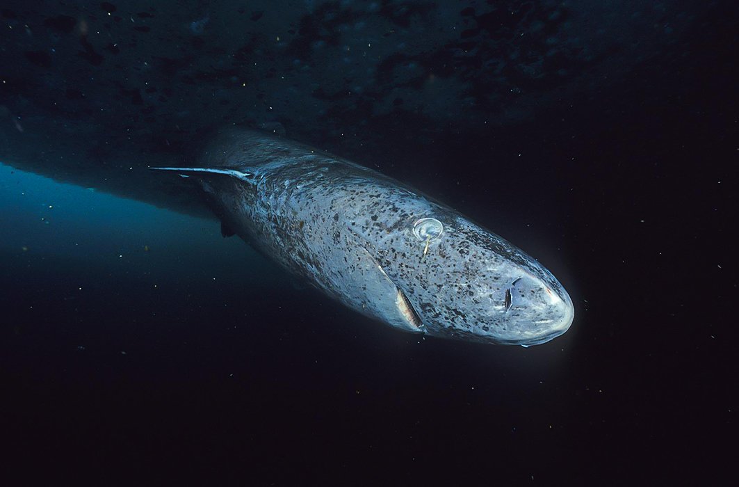 Un requin du Groenland avec un parasite oculaire.