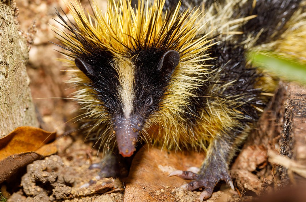 Un tenrec zébré dans la nature.