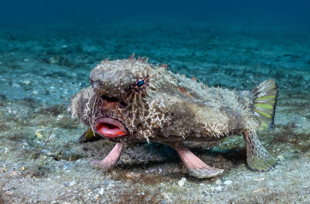 Animaux surprenants : l'étrange poisson chauve-souris des Galápagos