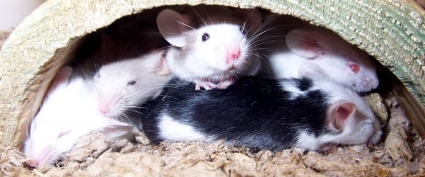 Des implants médicaux biodégradables