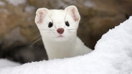 Vivant : la biodiversité française au petit écran