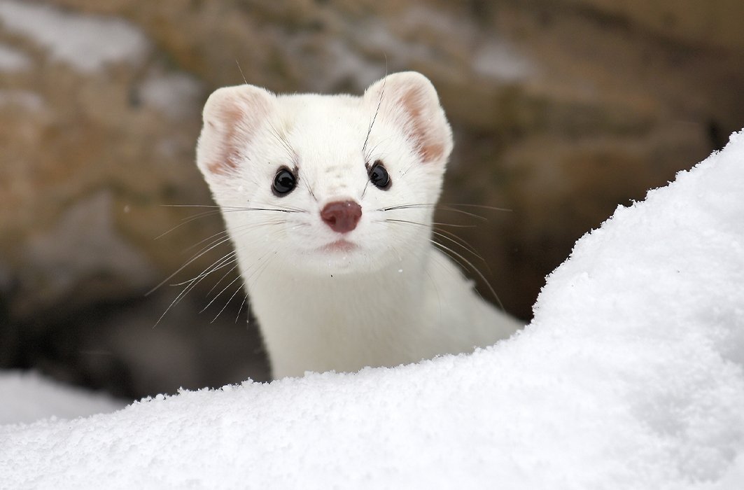 Une hermine sur la neige.