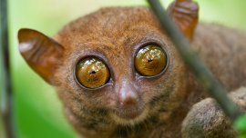 Animaux surprenants : le tarsier des Philippines, un primate au regard saisissant!