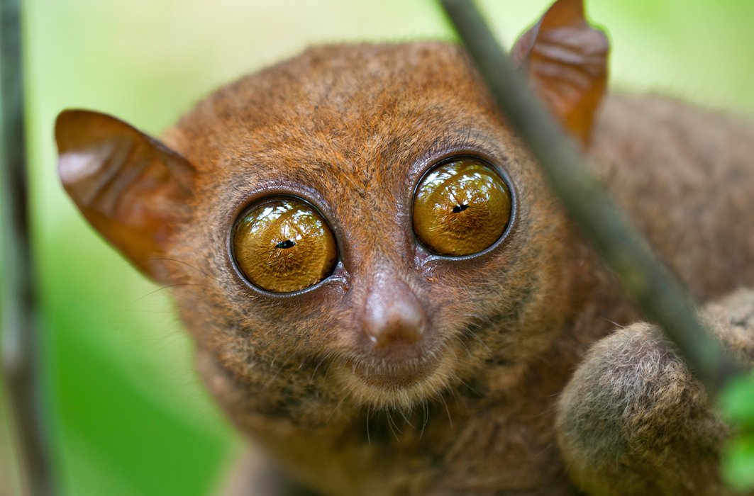 Un tarsier des Philippines Un tarsier des Philippines