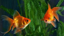 Les poissons rouges ont la mémoire courte : mythe ou réalité?