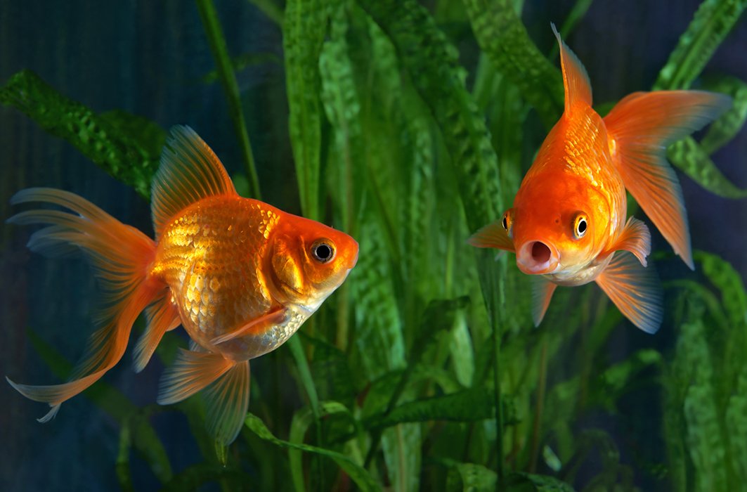 Deux poisson rouges dans un aquarium.