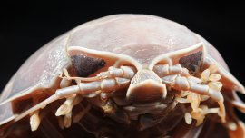 Animaux surprenants : le bathynome géant, un isopode de la taille d’un chat