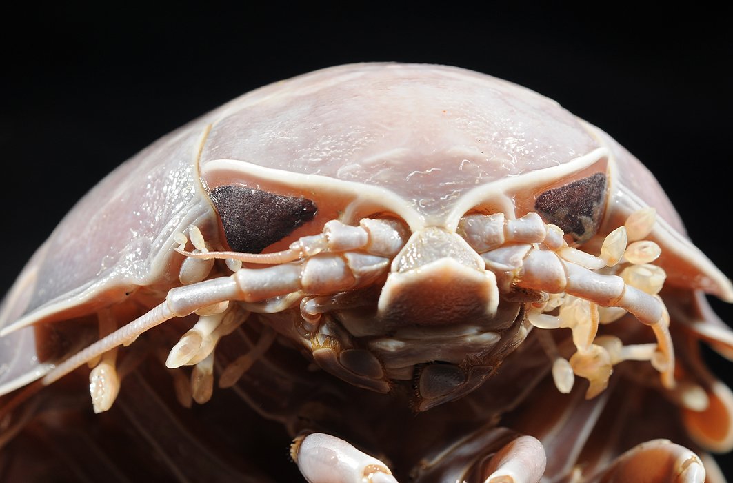 Gros plan sur la tête d'un bathynome géant. Gros plan sur la tête d'un bathynome géant.