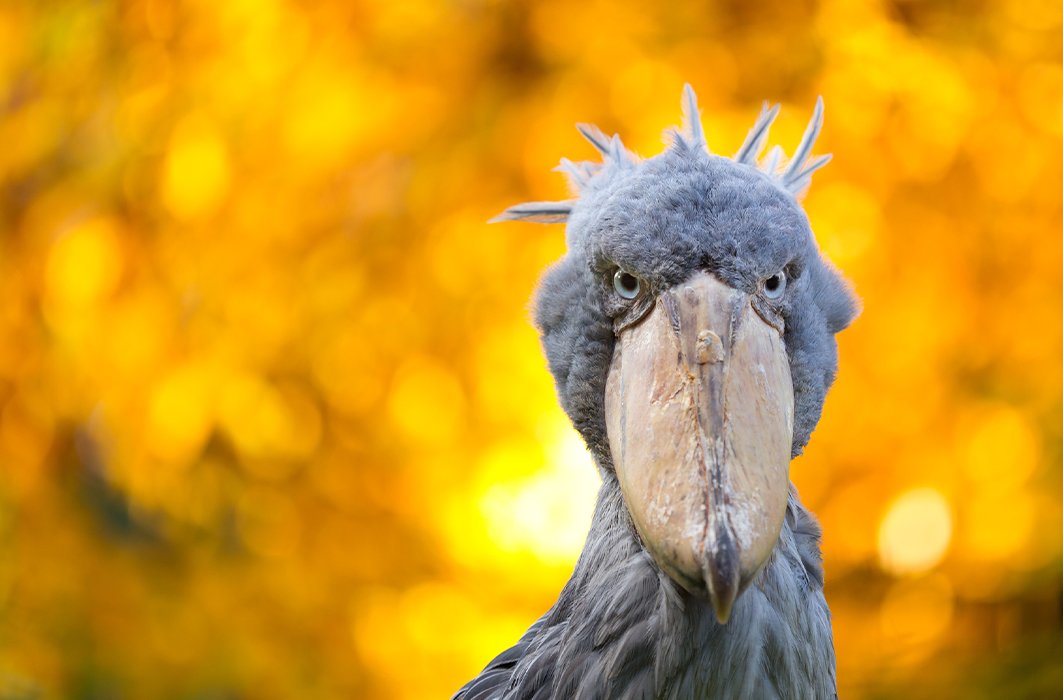 Un bec-en-sabot du Nil. Un bec-en-sabot du Nil.