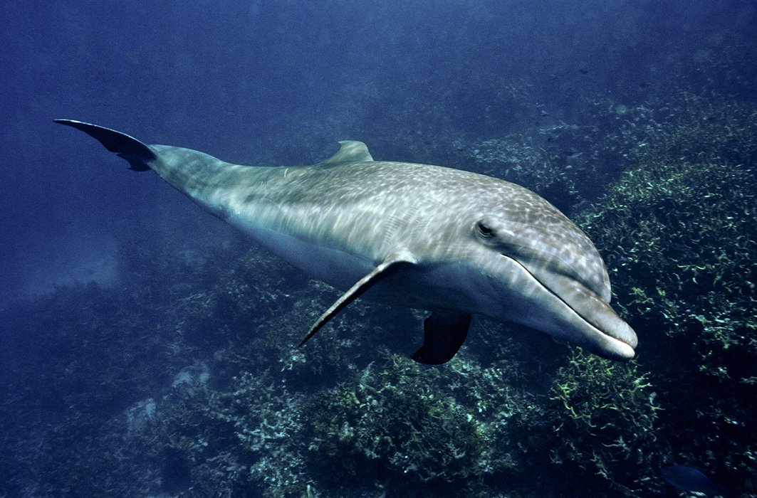 Un dauphin dans l'océan.