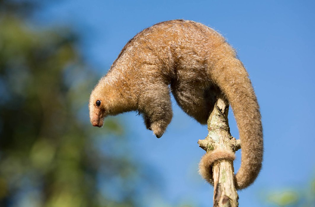 Un myrmidon perché sur une branche.
