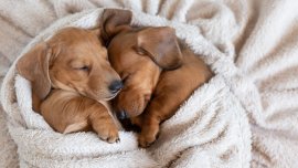 Adoption d’un chiot : 5 choses à savoir pour éviter les visites chez le vétérinaire