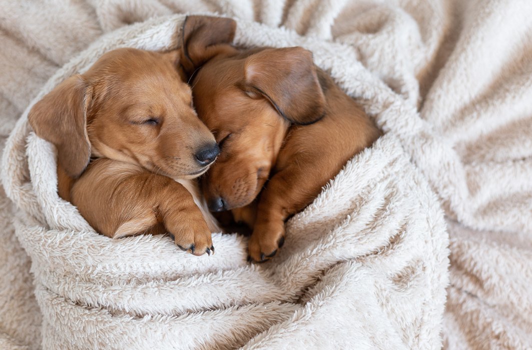 Deux chiots dorment enroulés dans une couverture. Deux chiots dorment enroulés dans une couverture.