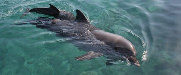 Nager avec les dauphins c est les harceler  ICI Explora