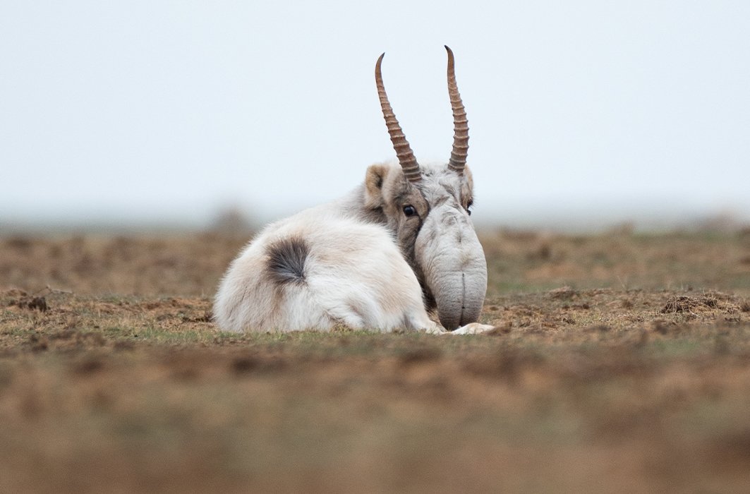 Animaux surprenants : le saïga, l’étrange antilope des steppes