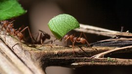 Connaissez-vous cette incroyable fourmi qui cultive des champignons?