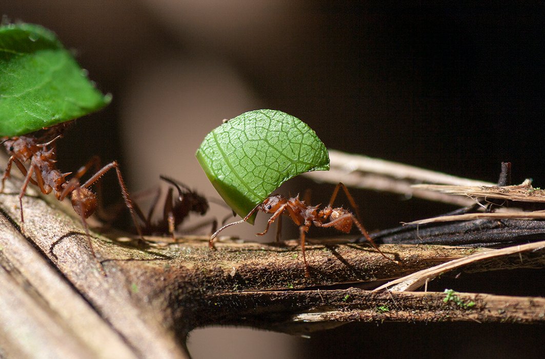 Une fourmi Atta transportant une feuille.
